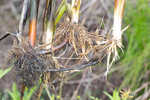 River bulrush